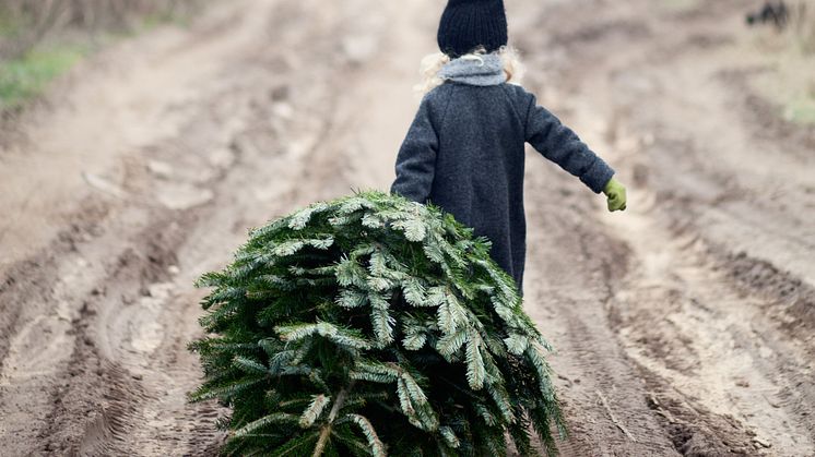 Ensomt juletre søker julegaver 