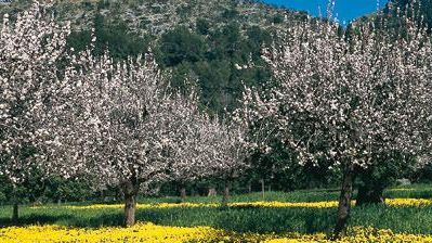 Mandelträd i blom på Balearerna                          Foto: spain.info