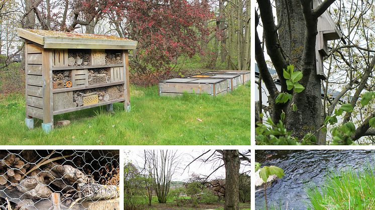 En hållbar utemiljö med plats för insekter