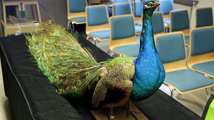 Präparat eines Pfaus im Naturkundemuseum