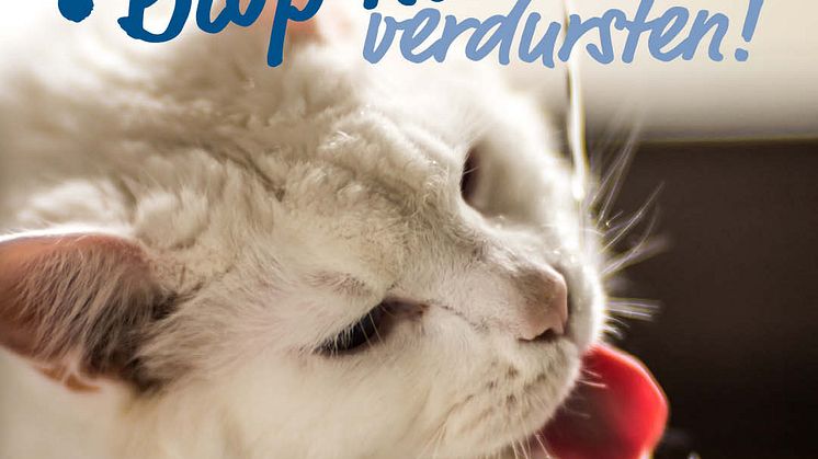 Infostrecke Katzen zum Trinken animieren 01
