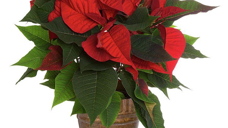 Julstjärna Fairtrade