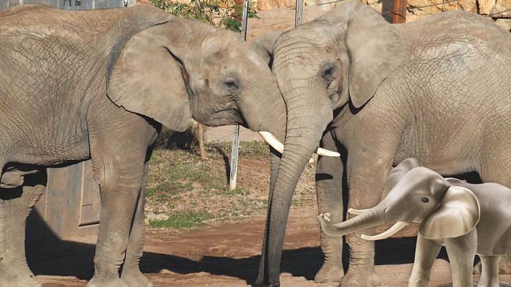 Vom 20. – 24. Juli 2020 laden PLAYMOBIL und der Zoopark Erfurt zum großen Zoo-Quiz ein