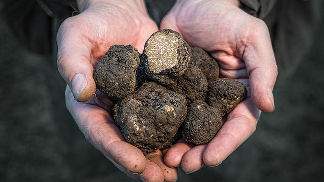 Gotlands svarta guldklimpar