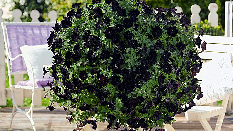 Black & White Sweetunia 