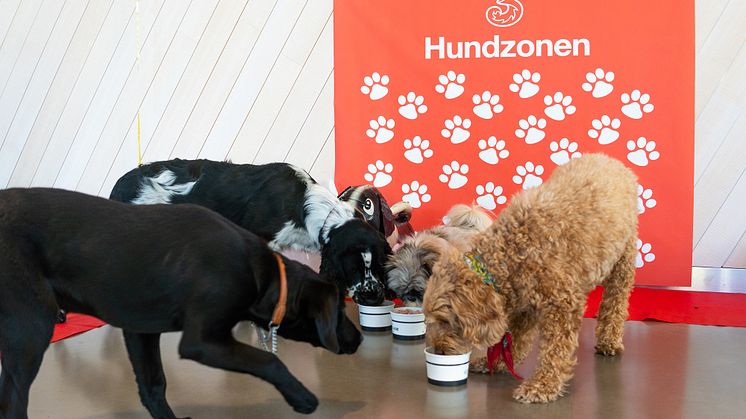 Tres "hundzon" firar 1 år