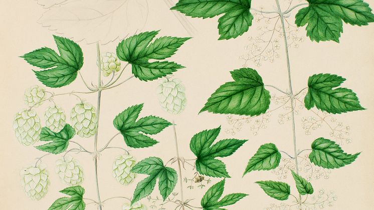 Med smak av humle – odla och brygg 