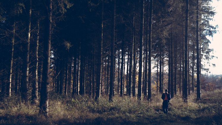 Bossetrees_foto by_adam jandrup_small