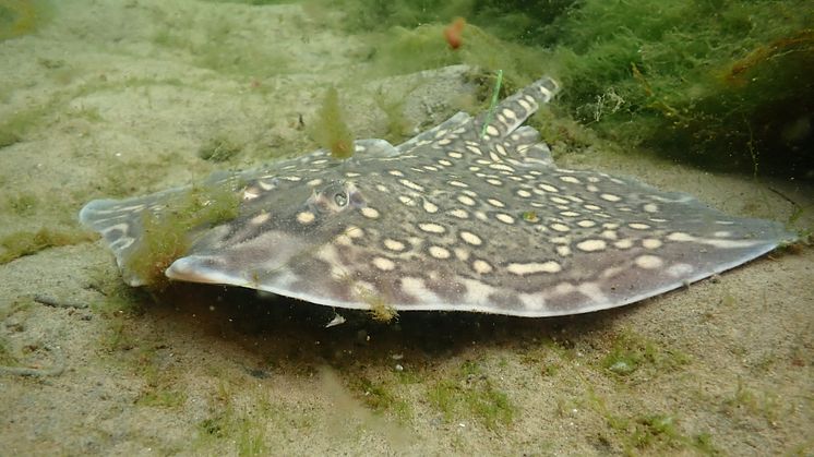 Knaggrocka 