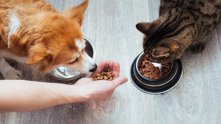 Fôring_katt_og_hund.jpg