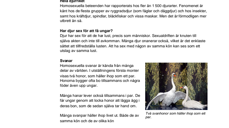 Fakta om Rainbow Animals