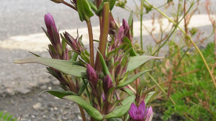 Ängsgentiana