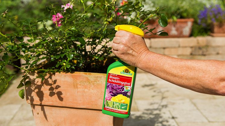 Spruzit AF RosenSchädlingsfrei enthält die Wirkstoffe Natur-Pyrethrum und Rapsöl. Die Wirkstoffe stammen aus der Natur und haben gute Umwelteigenschaften. So ist Präparat nicht bienengefährlich und sogar zugelassen für den ökologischen Landbau*.