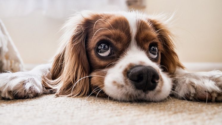 Ägare till hund med diabetes har ökad risk för typ 2-diabetes. Foto: Pixabay