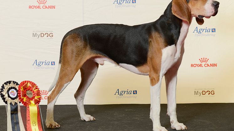 Treeing walker coonhound – ny ras i Sverige 2017
