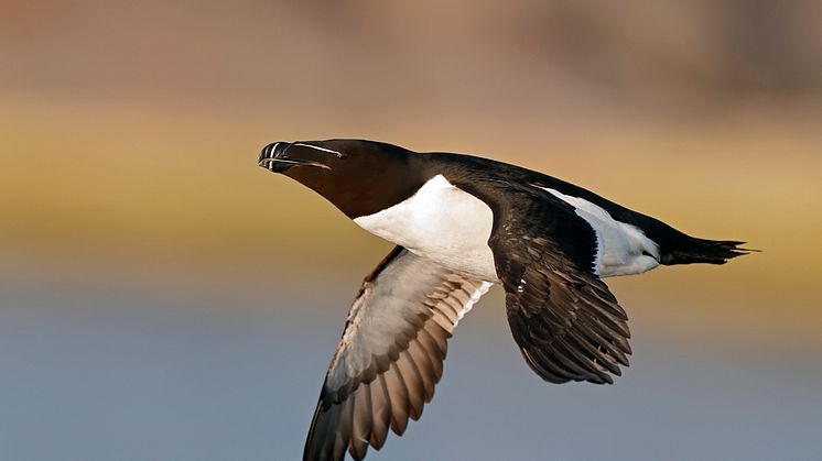 © Markus Varesvuo, Canon Ambassador