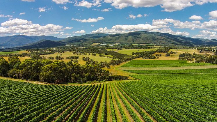 Applejack vineyard