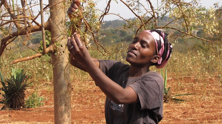Esther i Emali, Kenya med sitt endast tre månader gamla "mirakelträd" Moringa. 