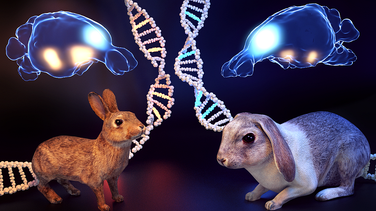 Illustration of striking phenotypic differences between domestic and wild rabbits including changes in the size of the amygdala and the medial prefrontal cortex. Credit: Fabian Sinzinger