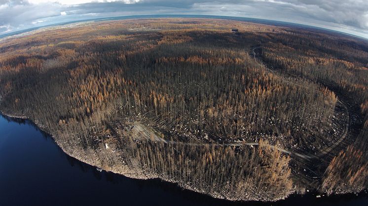 Dramatiska förändringar i växt- och djurliv efter storbranden i Västmanland