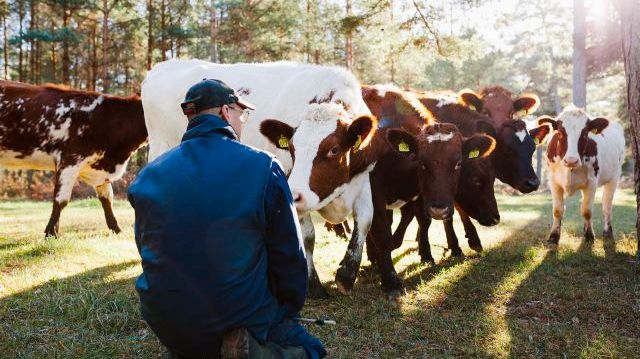 Produktionsvärdet för djur och animalieprodukter väntas öka samtidigt som kostnaderna för insatsvaror och tjänster minskar. Samtidigt minskar värdet av stöd och ersättning med cirka 1 miljard kronor, vilket drar ner resultatet. Foto: Scandinav.