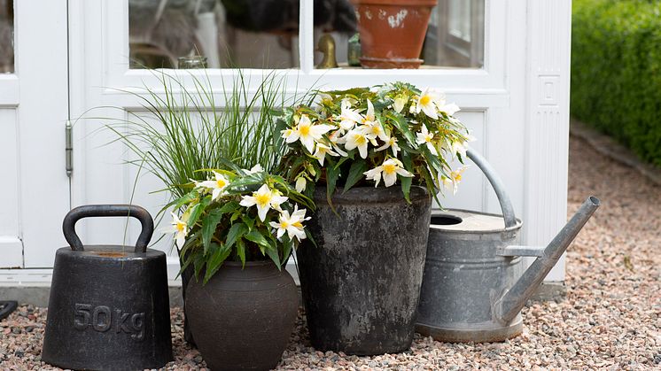 Begonia boliviensis Summerwings Boliviabegonia Foto @annikasnaturligating