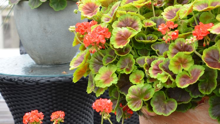 Pelargonium Brocad ´Fire´