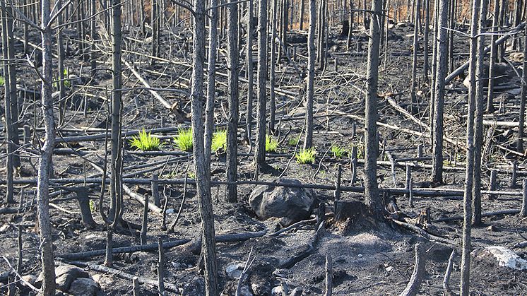 Bara några veckor efter branden började de första växterna återvända. Foto: Lena Gustafsson SLU