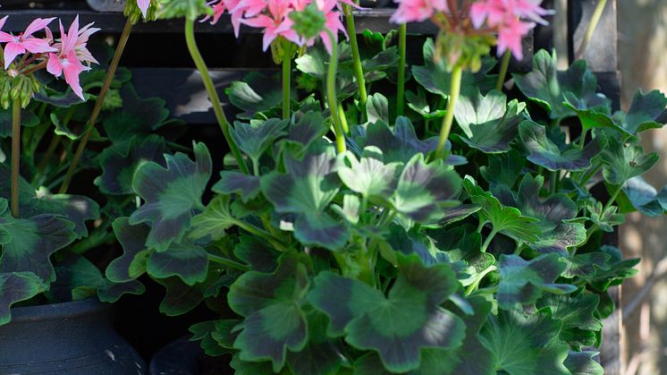 Årets Pelargon 2025 26 Pelargonium Summer Twist Rose foto annikasnaturligating (11).jpg