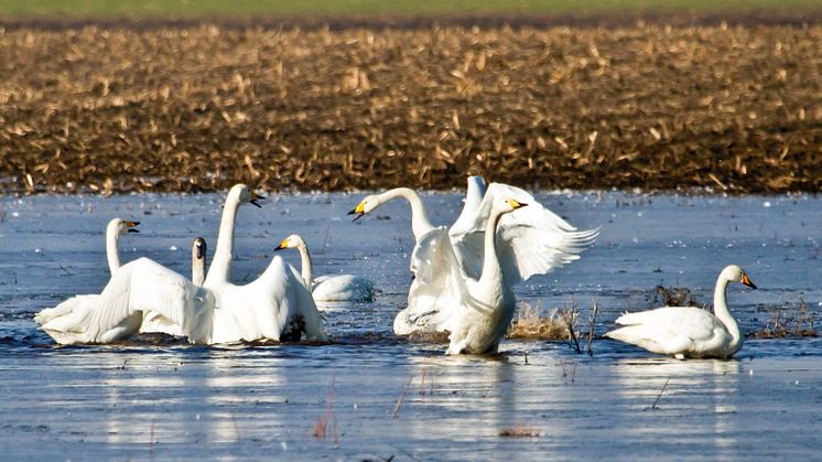 Singschwäne bei der Balz in Wanninchen im Spreewald. Foto: Ralf Donat. 