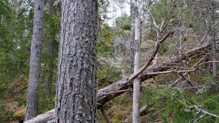 Ett hundraårigt bestånd som får växa i ytterligare 30 år innan det avverkas bidrar under denna tid med livsmiljöer som är mycket värdefulla för den biologiska mångfalden i skogslandskapet. Foto: Erik Viklund, Skogforsk
