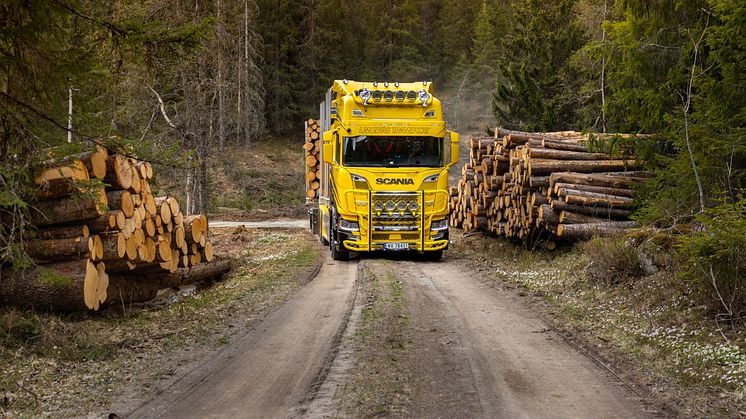 770 hester gjennom skogen