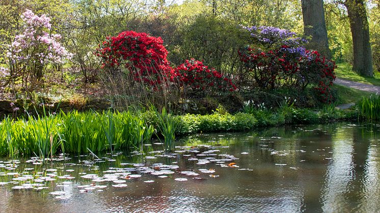 Rhododendron