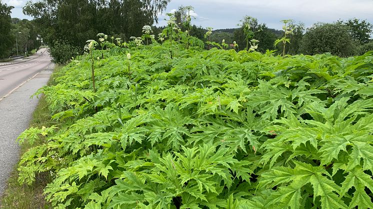 Jätteloka vid Sävenäs, Partille kommun.