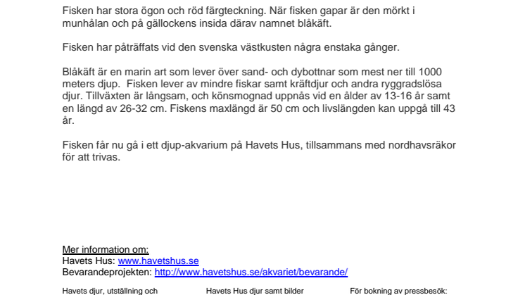 Blåkäft, ytterligare en ovanlig art i svenska vatten till Havets Hus i Lysekil!