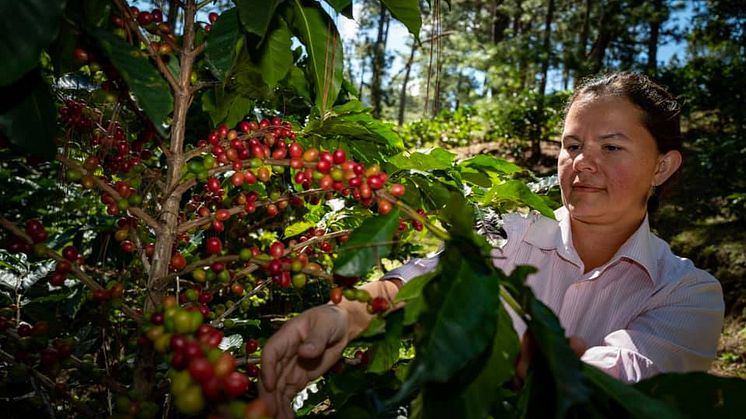 En av kaffebøndene som har deltatt i prosjektet holder til i Marcala, La Paz, i Honduras. 