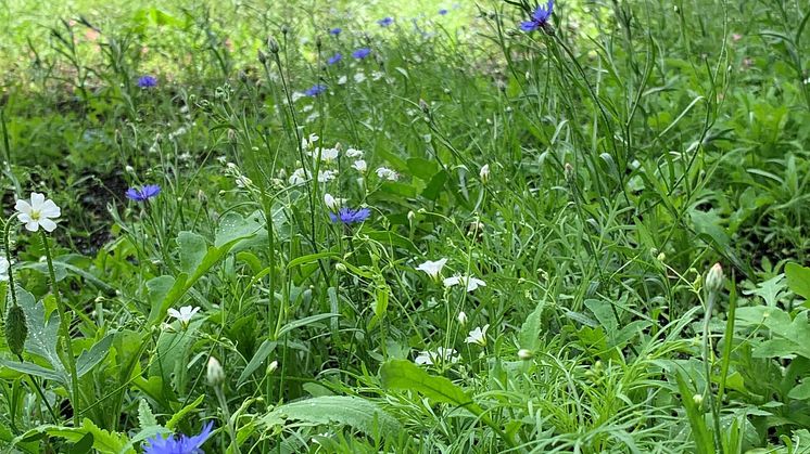 Flickan på målningen och blommorna omkring henne flyter samman med den nylagda ängen nedanför