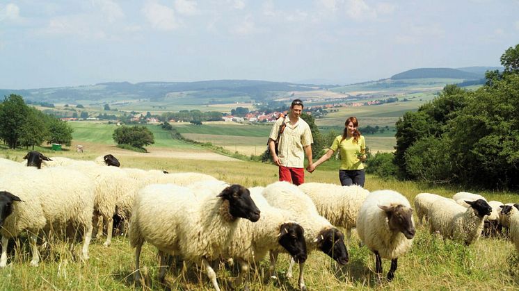 Vandring mellan fåren i Rhön (Thüringen). FOTO: Rasmus Schübel/Thüringer Tourismus GmbH