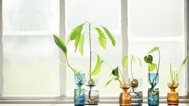DAKSJUS glasvaser 3 stk. 89 DKK (1)