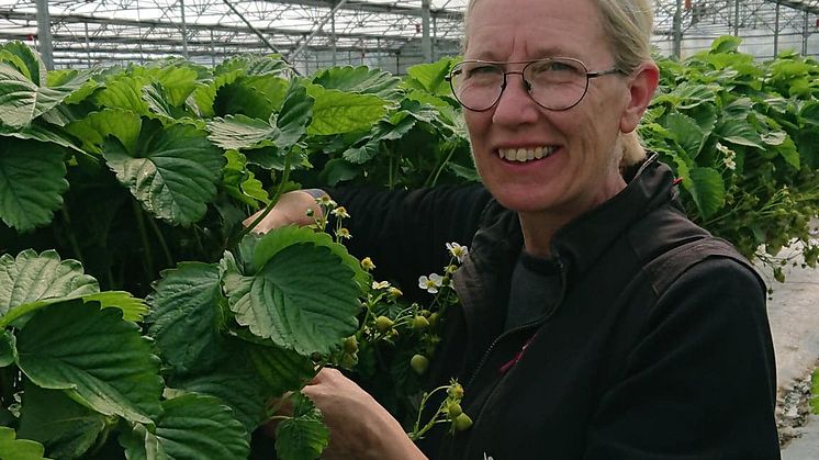 Eva Axelsson- säsongensbästa- 2020-jordgubbar.jpg