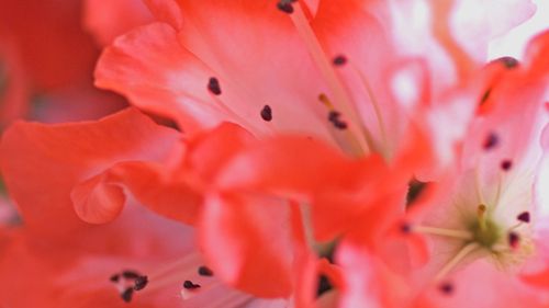 Blomsterfrämjandet trendtolkar med krukväxter i monter C04:02 på Elmia Garden den 23 - 24 september