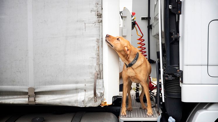 Årets narkotikasökhund 2020