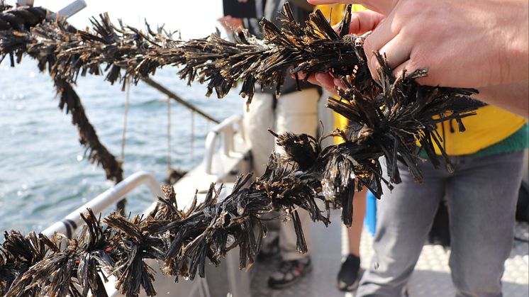MIljöbild från musselodlingen i Norstensfjärden