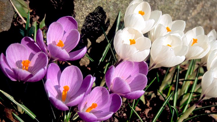 Krokus