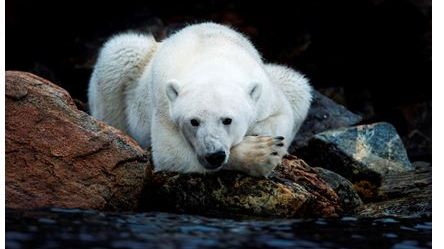 Canon Europe stöder WWFs och NPIs expedition till Svalbard för att undersöka klimatförändringarnas inverkan på isbjörnar