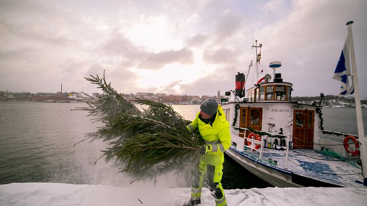 Skänk din gran till ett bottenprojekt!