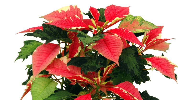 Lucka nr 7 - Tvåfärgad Julstjärna i en Blomstrande Julkalender