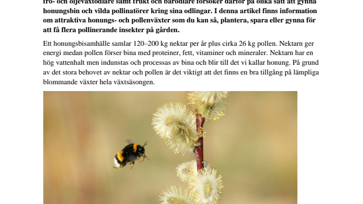 Växter som bina tycker om