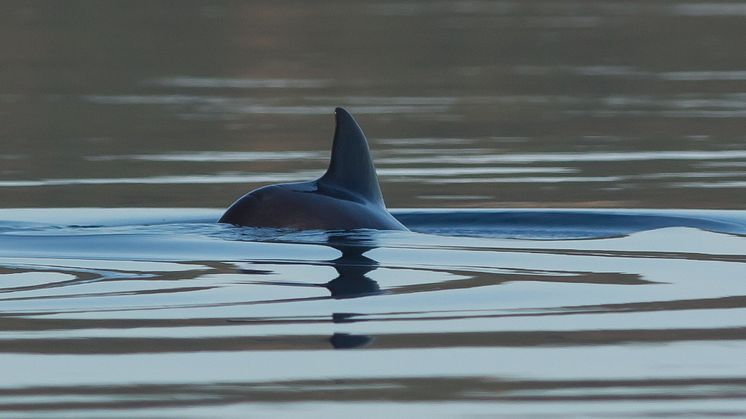 Just nu pågår en inventering av antal tumlare i Östersjön. Det kan vara försent att rädda populationen i Östersjön från utdöende. Foto: Håkan Aronsson.