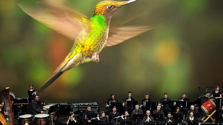 Hummingbird_Orchesta